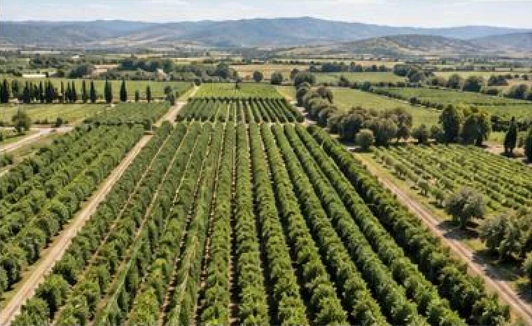 Orchard, aerial view